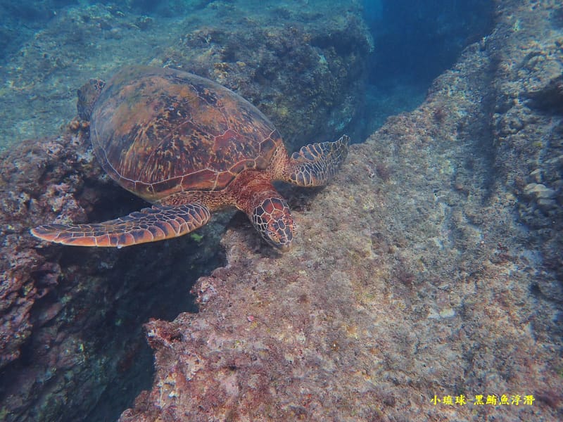 小琉球-黑鮪魚浮潛 (21).jpg 小琉球-黑鮪魚浮潛 (21).jpg