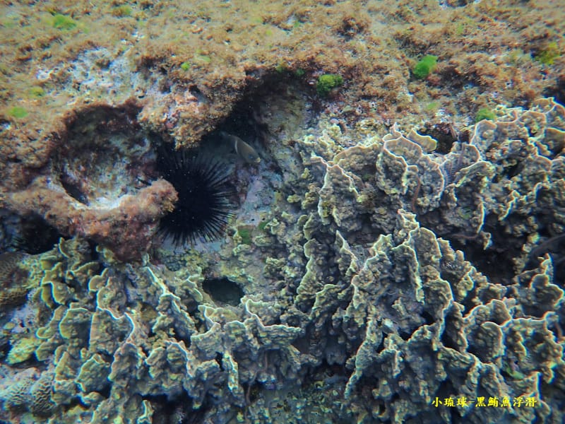 小琉球-黑鮪魚浮潛 (2).jpg 小琉球-黑鮪魚浮潛 (2).jpg