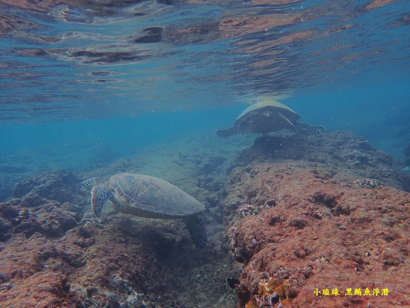 小琉球-黑鮪魚浮潛 (50).jpg 小琉球-黑鮪魚浮潛 (50).jpg