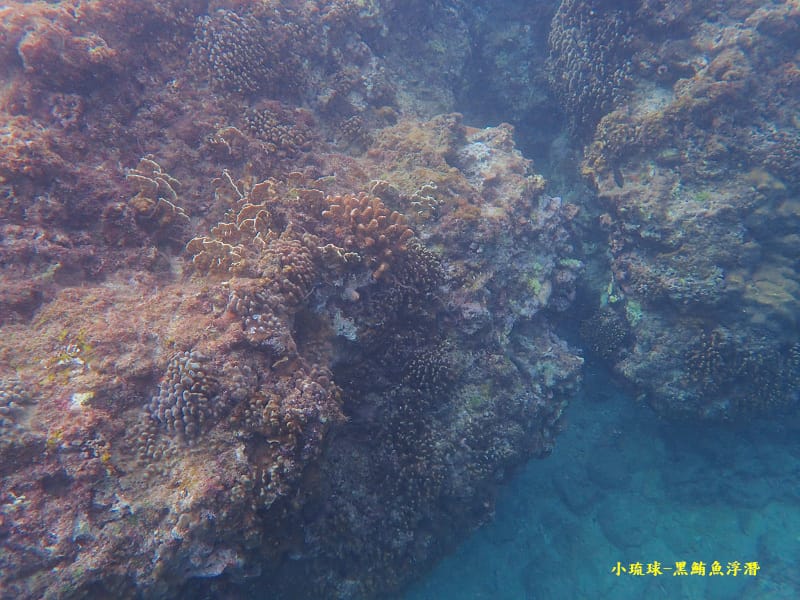 小琉球-黑鮪魚浮潛 (49).jpg 小琉球-黑鮪魚浮潛 (49).jpg
