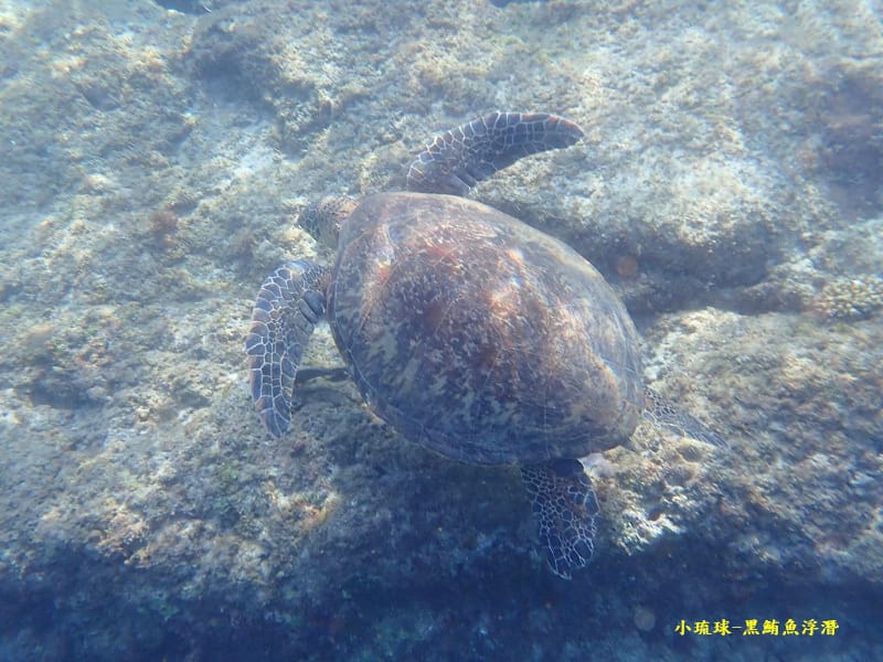 2022-1115-小琉球黑鮪魚浮潛 (7).jpg 2022-1115-小琉球黑鮪魚浮潛 (7).jpg