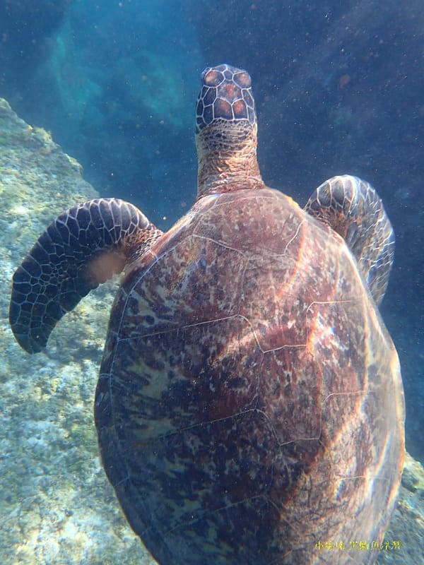 2022-1115-小琉球黑鮪魚浮潛 (8).jpg 2022-1115-小琉球黑鮪魚浮潛 (8).jpg