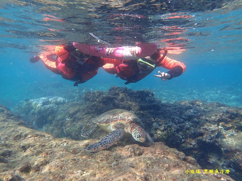 2022-1115-小琉球黑鮪魚浮潛 (2).jpg 2022-1115-小琉球黑鮪魚浮潛 (2).jpg