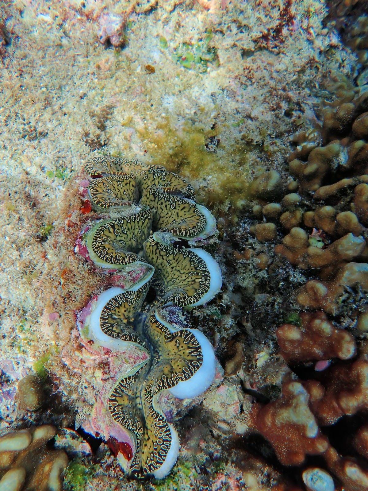 小琉球-黑鮪魚浮潛 (25).jpg 小琉球-黑鮪魚浮潛 (25).jpg