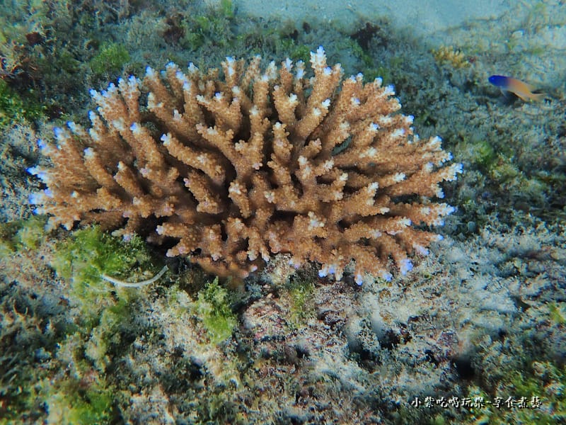 小琉球-黑鮪魚浮潛 (7).jpg 小琉球-黑鮪魚浮潛 (7).jpg