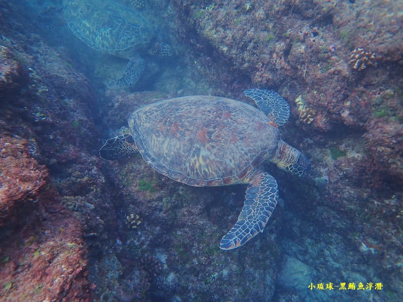 小琉球-黑鮪魚浮潛 (20).jpg 小琉球-黑鮪魚浮潛 (20).jpg