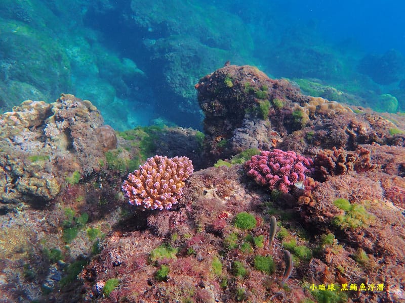小琉球-黑鮪魚浮潛 (13).jpg 小琉球-黑鮪魚浮潛 (13).jpg