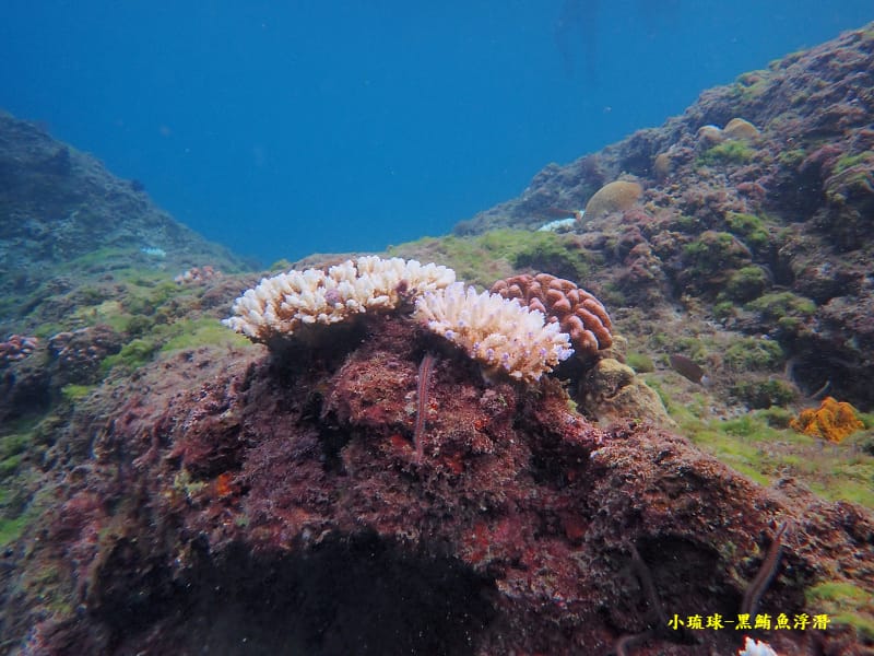 小琉球-黑鮪魚浮潛 (4).jpg 小琉球-黑鮪魚浮潛 (4).jpg