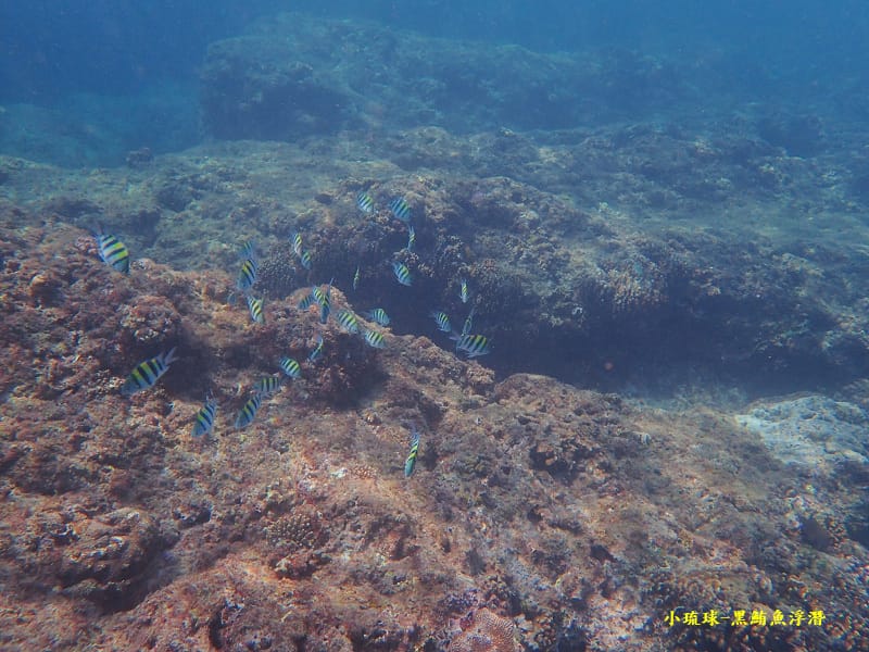 小琉球-黑鮪魚浮潛 (27).jpg 小琉球-黑鮪魚浮潛 (27).jpg