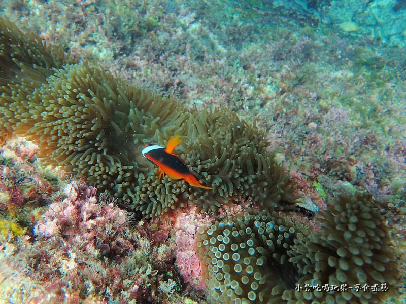 小琉球-黑鮪魚浮潛 (52).jpg 小琉球-黑鮪魚浮潛 (52).jpg