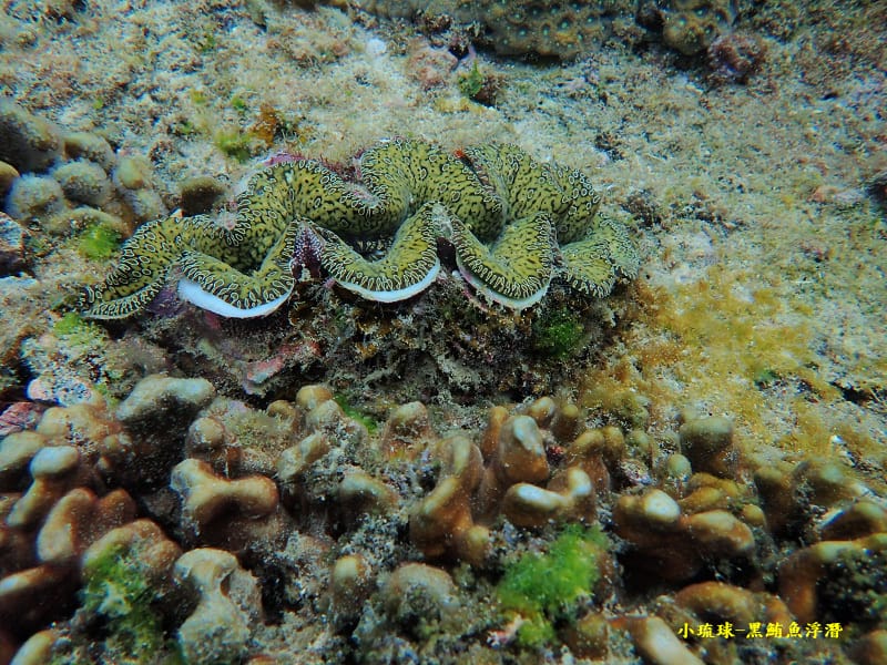 小琉球-黑鮪魚浮潛 (48).jpg 小琉球-黑鮪魚浮潛 (48).jpg
