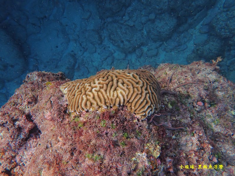 小琉球-黑鮪魚浮潛 (22).jpg 小琉球-黑鮪魚浮潛 (22).jpg