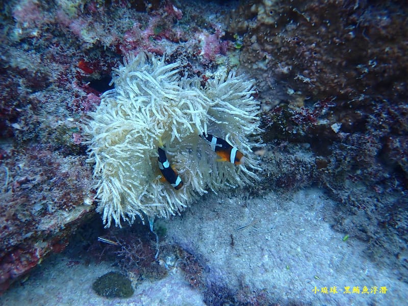 2022-1115-小琉球黑鮪魚浮潛 (12).jpg 2022-1115-小琉球黑鮪魚浮潛 (12).jpg