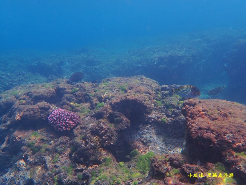 小琉球-黑鮪魚浮潛 (12).jpg 小琉球-黑鮪魚浮潛 (12).jpg