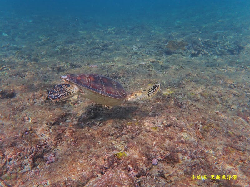 小琉球-黑鮪魚浮潛 (47).jpg 小琉球-黑鮪魚浮潛 (47).jpg