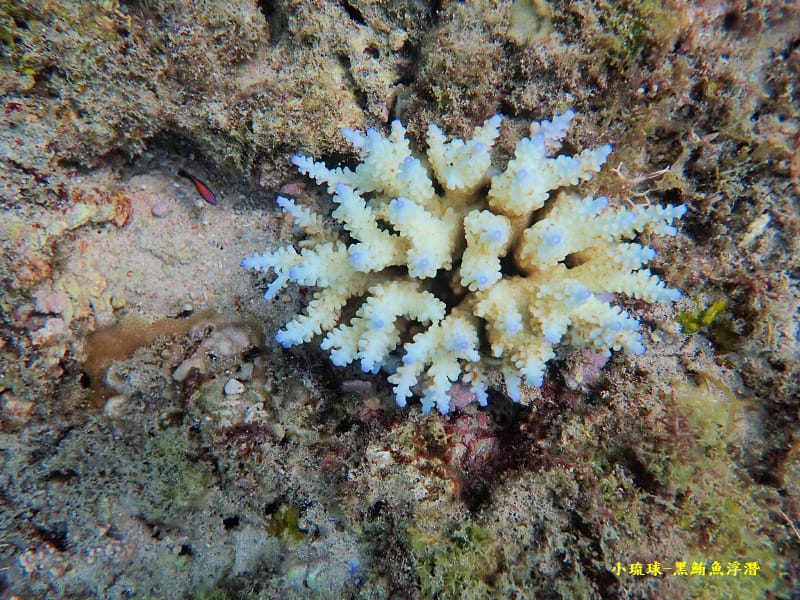 小琉球-黑鮪魚浮潛 (5).jpg 小琉球-黑鮪魚浮潛 (5).jpg