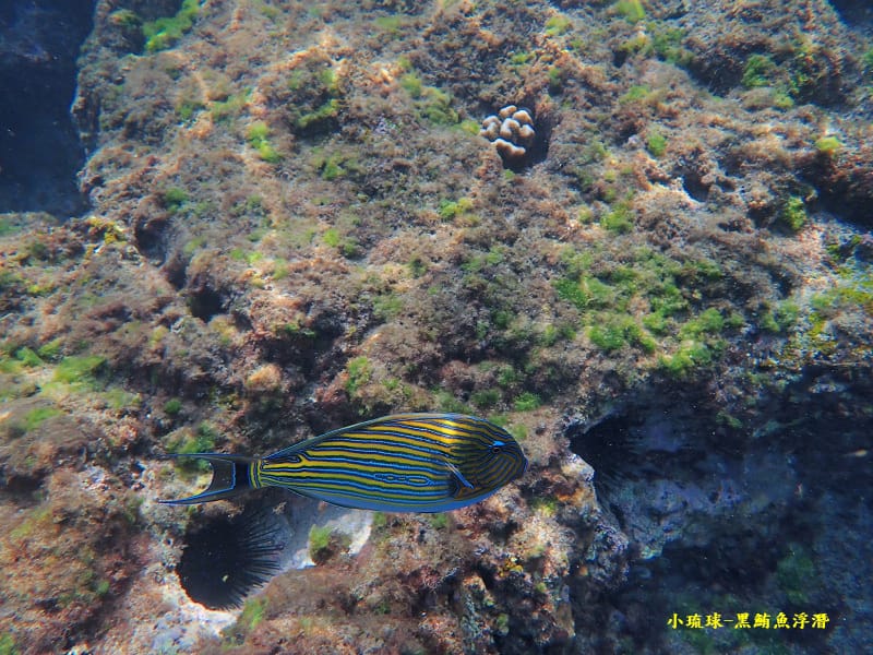 小琉球-黑鮪魚浮潛 (14).jpg 小琉球-黑鮪魚浮潛 (14).jpg