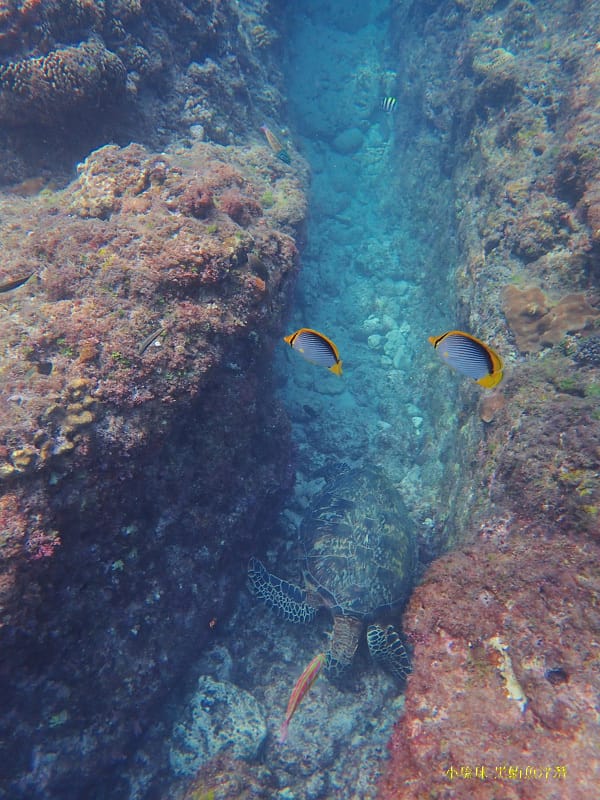 小琉球-黑鮪魚浮潛 (29).jpg 小琉球-黑鮪魚浮潛 (29).jpg