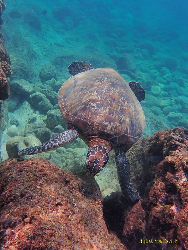 小琉球-黑鮪魚浮潛 (41).jpg 小琉球-黑鮪魚浮潛 (41).jpg