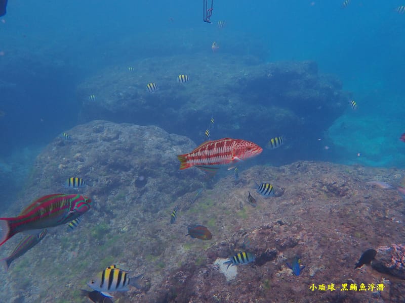 小琉球-黑鮪魚浮潛 (16).jpg 小琉球-黑鮪魚浮潛 (16).jpg