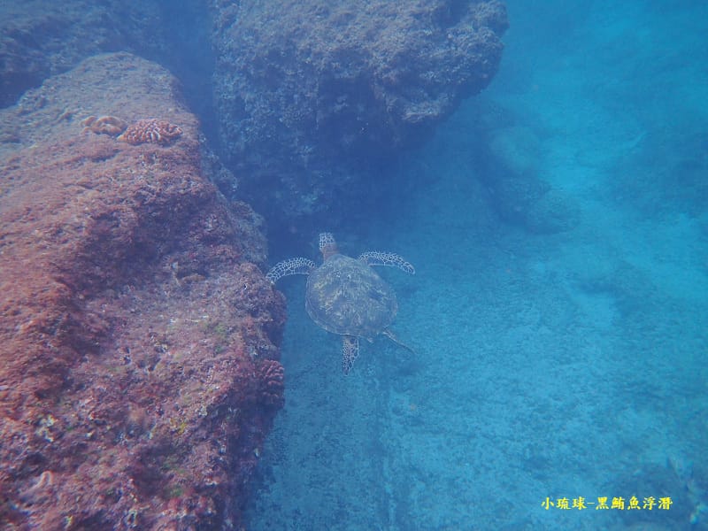 小琉球-黑鮪魚浮潛 (28).jpg 小琉球-黑鮪魚浮潛 (28).jpg