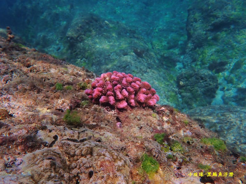 小琉球-黑鮪魚浮潛 (11).jpg 小琉球-黑鮪魚浮潛 (11).jpg