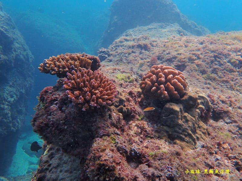小琉球-黑鮪魚浮潛 (32).jpg 小琉球-黑鮪魚浮潛 (32).jpg
