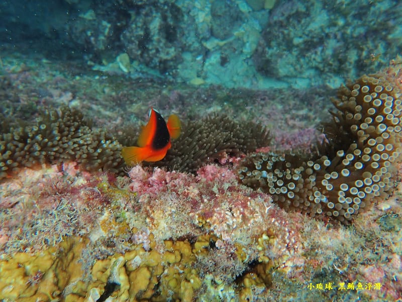 小琉球-黑鮪魚浮潛 (51).jpg 小琉球-黑鮪魚浮潛 (51).jpg