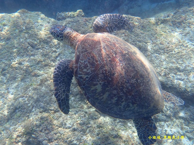 2022-1115-小琉球黑鮪魚浮潛 (9).jpg 2022-1115-小琉球黑鮪魚浮潛 (9).jpg