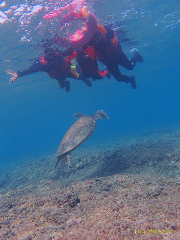 小琉球-黑鮪魚浮潛 (30).jpg 小琉球-黑鮪魚浮潛 (30).jpg