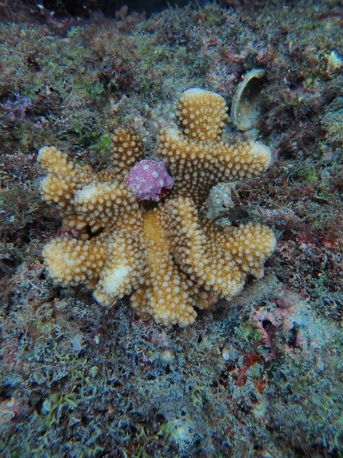 小琉球-黑鮪魚浮潛 (24).jpg 小琉球-黑鮪魚浮潛 (24).jpg