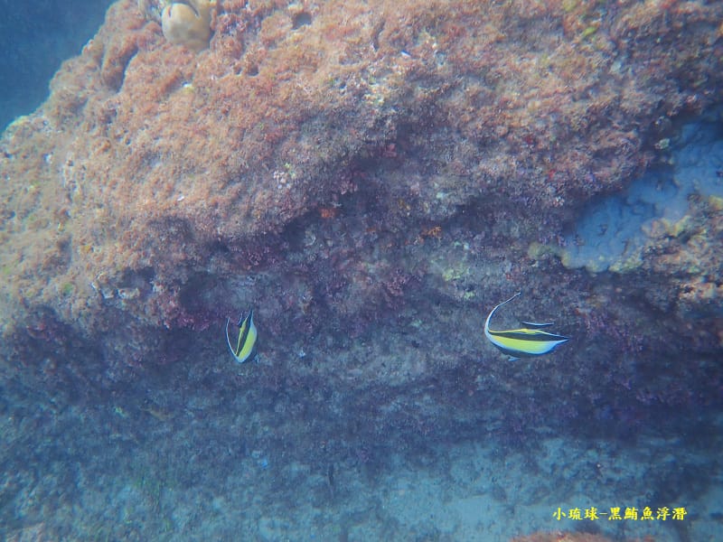 小琉球-黑鮪魚浮潛 (43).jpg 小琉球-黑鮪魚浮潛 (43).jpg