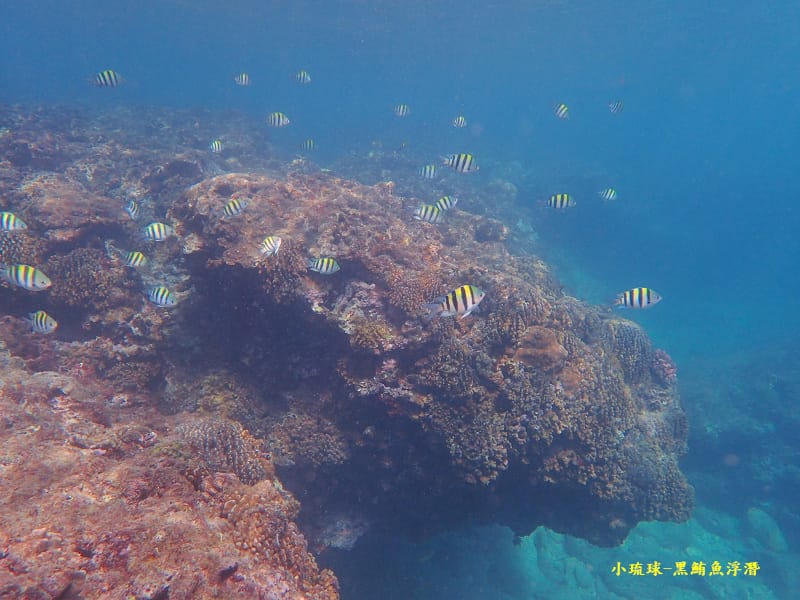 小琉球-黑鮪魚浮潛 (34).jpg 小琉球-黑鮪魚浮潛 (34).jpg