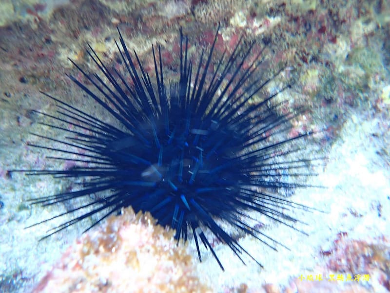 2022-1115-小琉球黑鮪魚浮潛 (11).jpg 2022-1115-小琉球黑鮪魚浮潛 (11).jpg