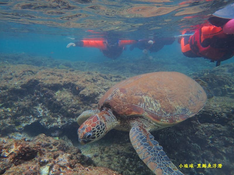 小琉球-黑鮪魚浮潛 (39).jpg 小琉球-黑鮪魚浮潛 (39).jpg