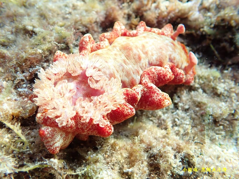 2022-1115-小琉球黑鮪魚浮潛 (13).jpg 2022-1115-小琉球黑鮪魚浮潛 (13).jpg
