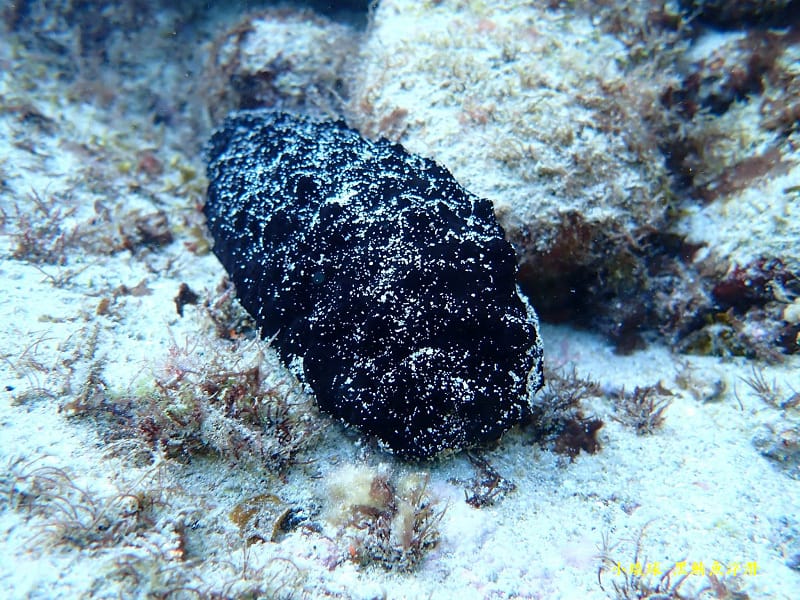 2022-1115-小琉球黑鮪魚浮潛 (4).jpg 2022-1115-小琉球黑鮪魚浮潛 (4).jpg