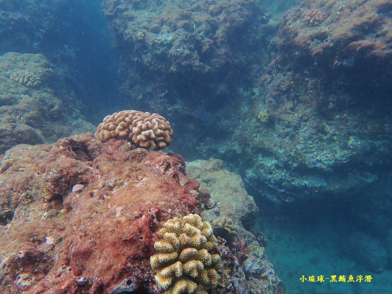 小琉球-黑鮪魚浮潛 (35).jpg 小琉球-黑鮪魚浮潛 (35).jpg