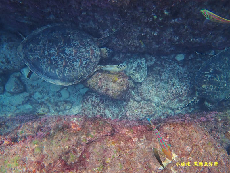 小琉球-黑鮪魚浮潛 (42).jpg 小琉球-黑鮪魚浮潛 (42).jpg