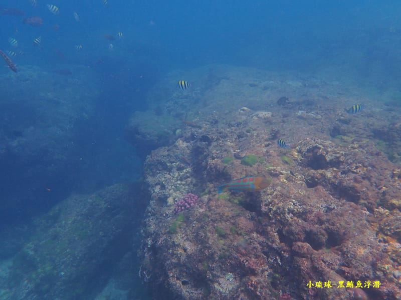 小琉球-黑鮪魚浮潛 (15).jpg 小琉球-黑鮪魚浮潛 (15).jpg