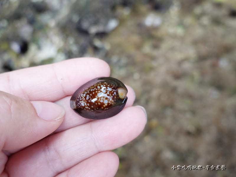 小琉球龍蝦洞旁潮間帶 (31).jpg 小琉球龍蝦洞旁潮間帶 (31).jpg