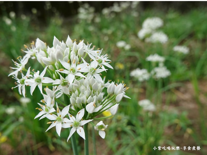 2023黃色小屋旁韭菜花田 (3).jpg