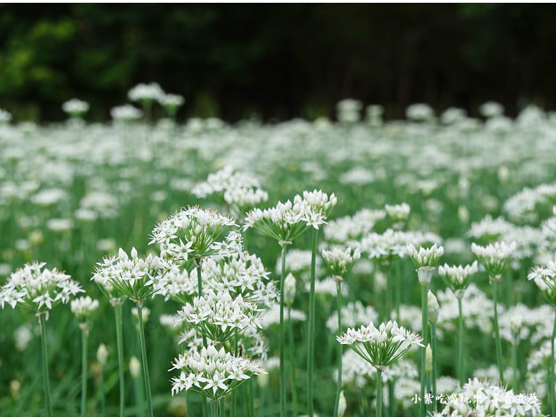 大溪景點-2023桃園韭菜花季 (1).jpg