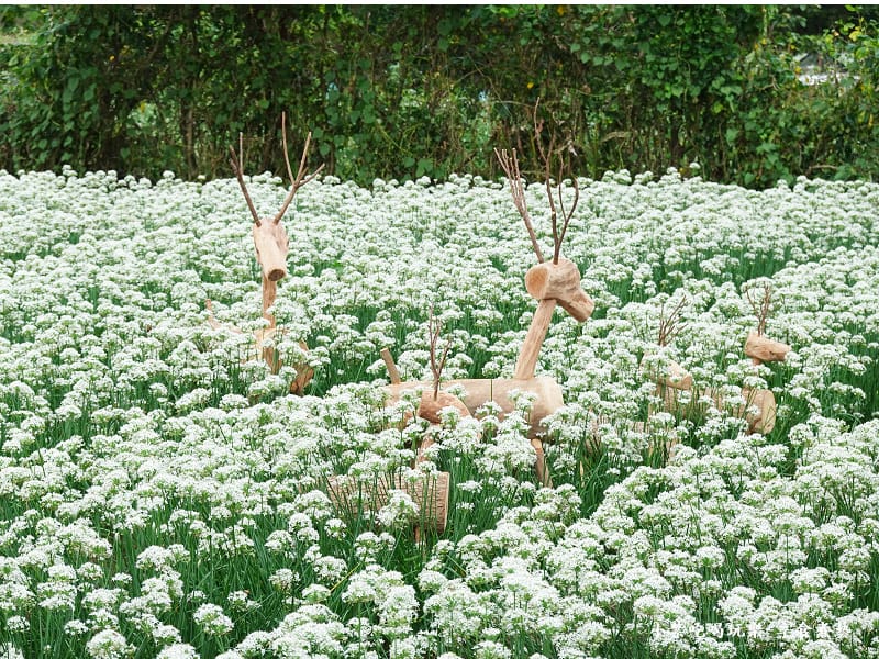 群鹿戲花-2023桃園韭菜花季 (6).jpg
