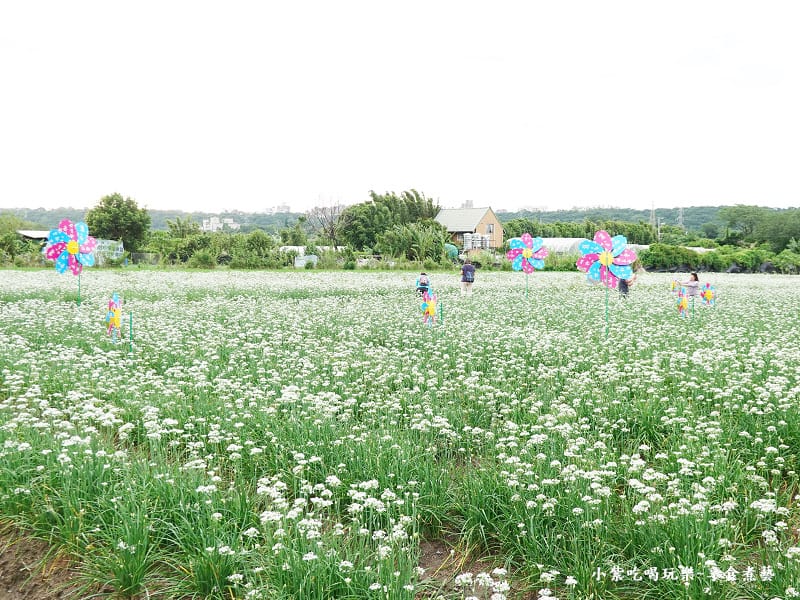 風華再現-2023桃園韭菜花季 (3).jpg