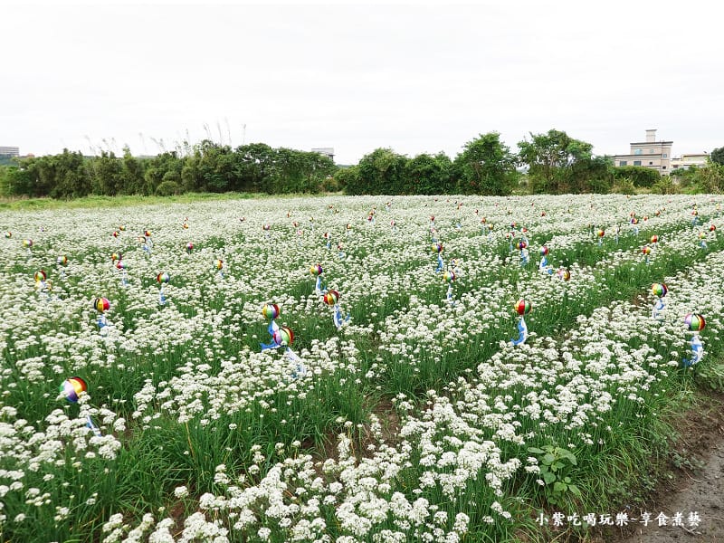 悠遊花海-2023桃園韭菜花季 (1).jpg