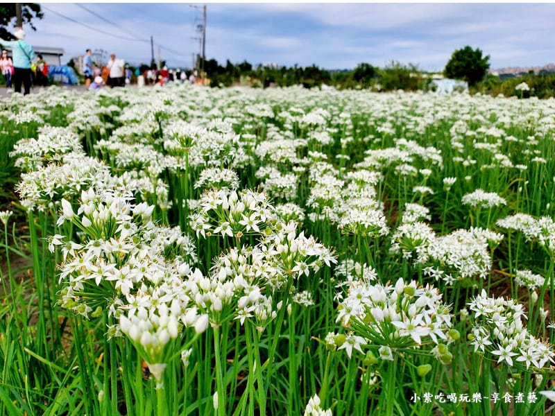 大溪景點-2023桃園韭菜花季 (2).jpg