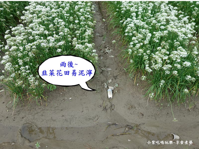 花田雨後易泥濘-2023桃園韭菜花季.jpg