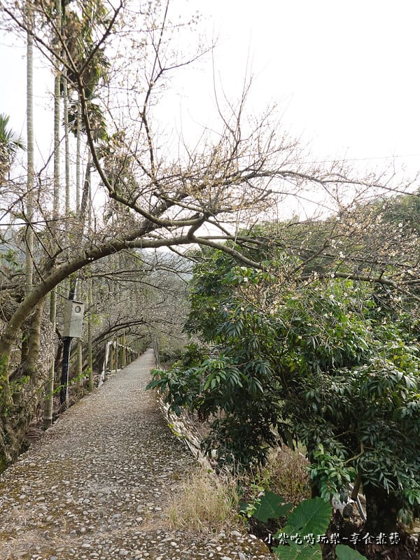 台中-新社梅花隧道 (8).jpg 台中-新社梅花隧道 (8).jpg