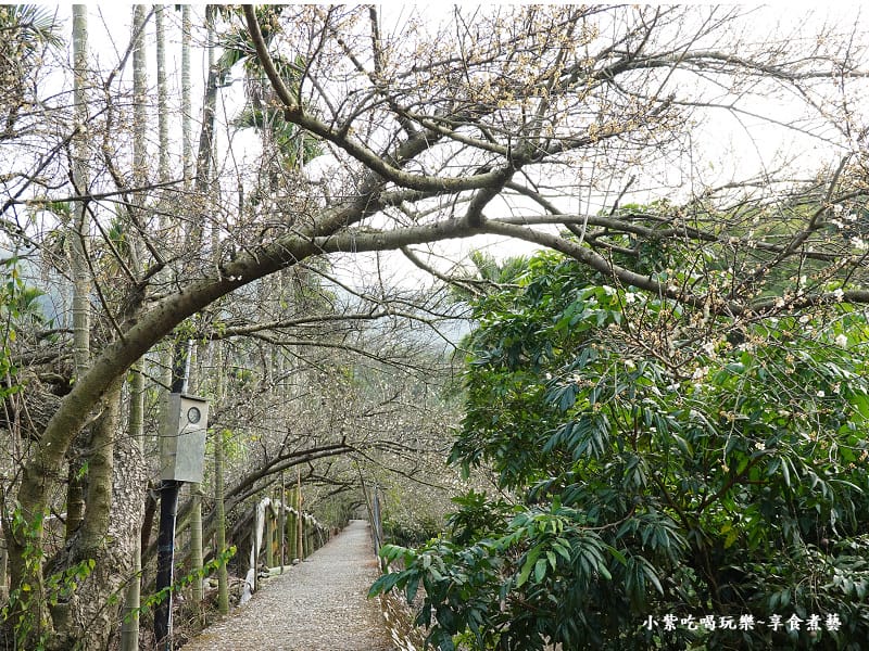 台中-新社梅花隧道 (9).jpg 台中-新社梅花隧道 (9).jpg